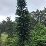 Wollemi Pine