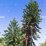 Wollemi Pine