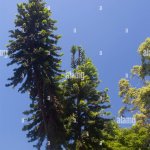 Wollemi Pine tree