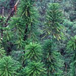 Wollemi Pine tree meme