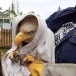 Angry Eagle