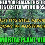 IMMORTAL PLANT VIBES | WHEN YOU REALIZE THIS TREE SPECIES EXISTED WITH DINOSAURS; BUT IT'S STILL ALIVE
TODAY IN AUSTRALIA; IMMORTAL PLANT VIBES | image tagged in wollemi pine tree,good vibes,plants,immortal,dinosaurs,australia | made w/ Imgflip meme maker