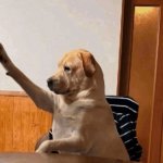 dog raising hand