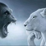 Monkey roaring at lion