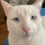 Existencialist cat
