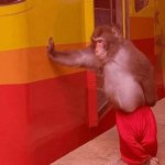 Sad monkey