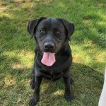 Marty the Lab