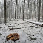 Eating a baconator in the woods