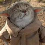 YODA CAT