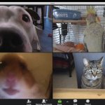 Animal zoom call