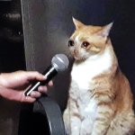 Crying cat interview