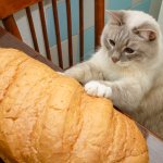 Cat with bread meme