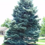 Blue Spruce