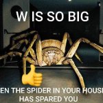W is so big even the spider in your house has spared you