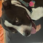 dogi meme