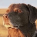 Stress free dog