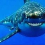 smiling shark