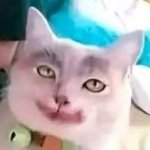Joker cat