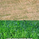Grass meme
