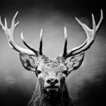 the deer meme