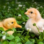 Smiling Chick Frowning Chick