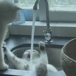 Cat in sink