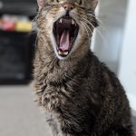 Screaming Singing Cat