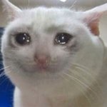 Crying Cat