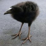 pukeko chick meme