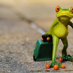 Frog