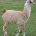 Llama on Fridays