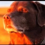 Dog field meme GIF Template