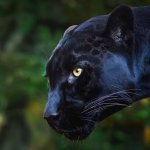 Black Panther