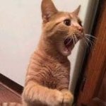 Orange Cat Shocked