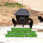 Feeding birds in the winter helps them and is relaxing to watch | FEEDING BIRDS IN THE WINTER HELPS THEM AND IS RELAXING TO WATCH | image tagged in bird feeder,bird,winter,feeding bird | made w/ Imgflip meme maker