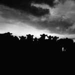 Black beef