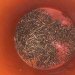 Bluebonnet seeds at the bottom of a 5 gallon bucket
