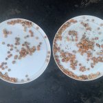 Blue bonnet seeds Bluebonnet