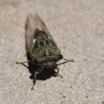 emotional suppory cicada meme