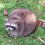 Day racoon
