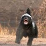 honey badger