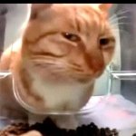 Suspicious cat