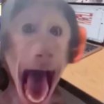 Monkey scream