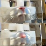 Judgey meow