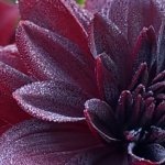 other purple