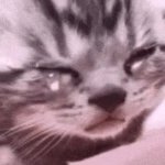 cat GIF Template