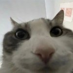 Cat Looking Inside Meme
