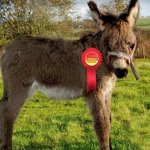 Labour Donkey