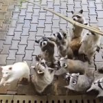 Blind albino raccoon