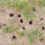 gopher holes ground many several grass dirt